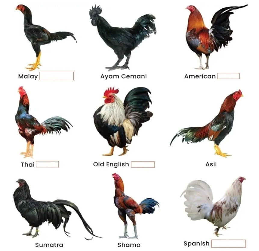VITAMINA B12 5500 PARA GALLO GALLINAS POLLOS AVES DE CORRAL