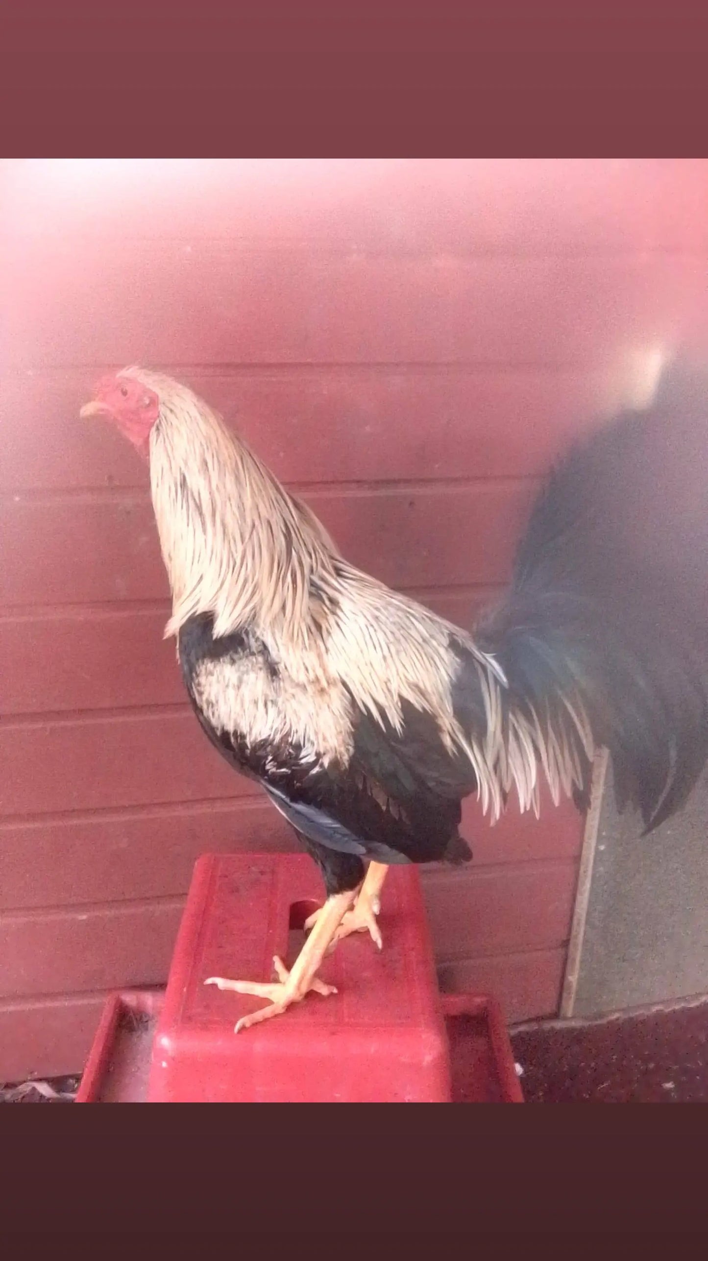 TESTOSTERONA PARA GALLOS FINOS