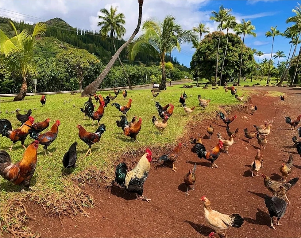 VITAMINA B12 5500 PARA GALLO GALLINAS POLLOS AVES DE CORRAL