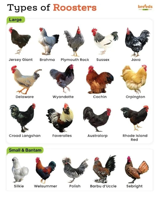TESTOSTERONA PARA GALLOS FINOS