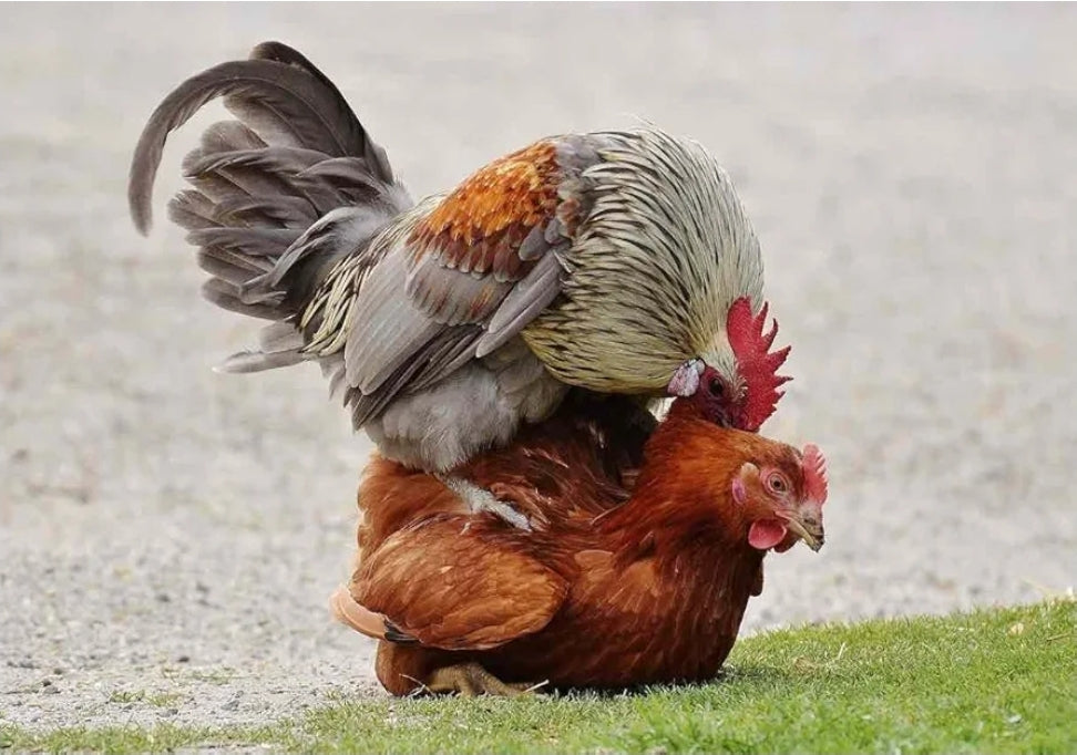 VITAMINA B12 5500 PARA GALLO GALLINAS POLLOS AVES DE CORRAL